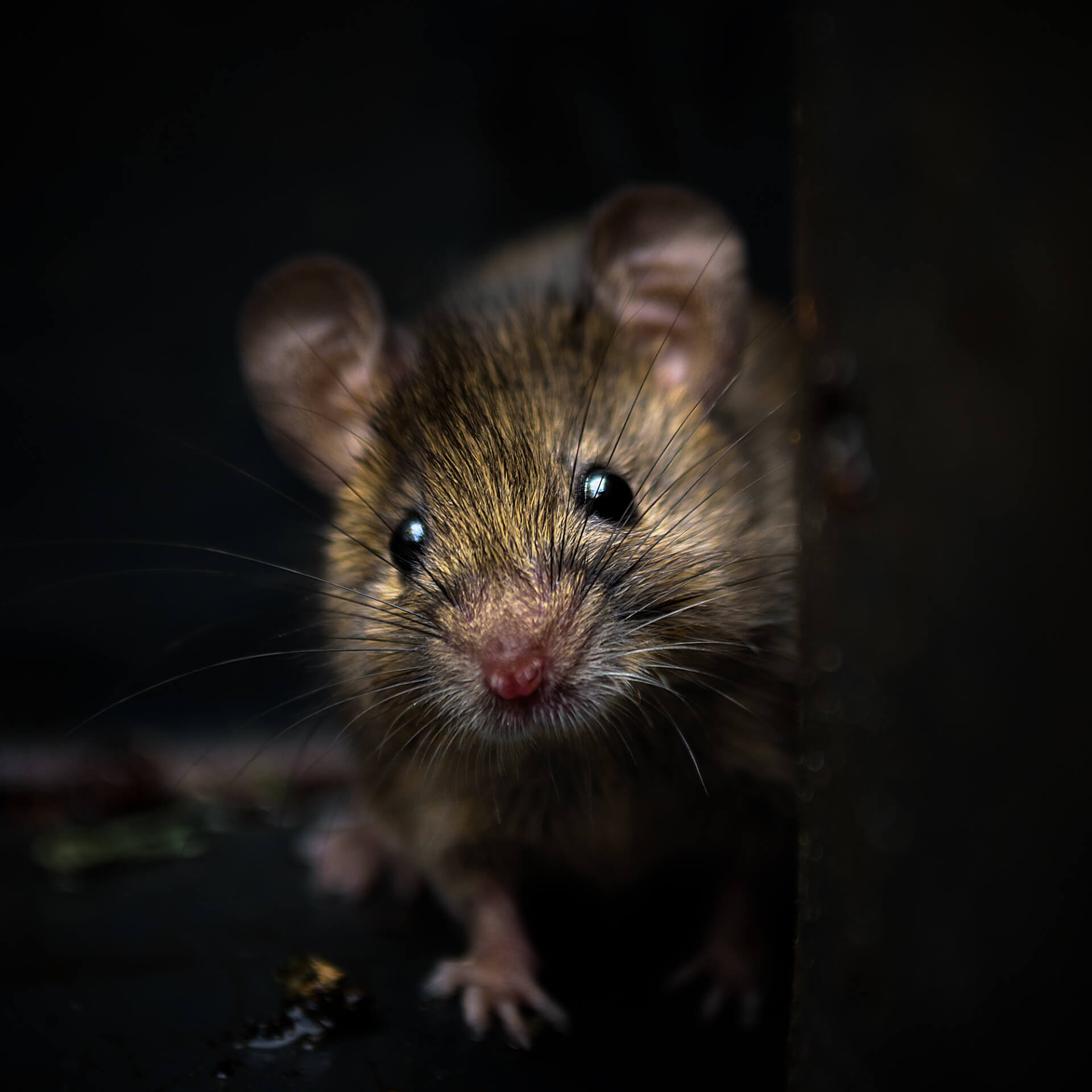 Pest Infestation Warning Signs