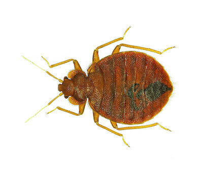 picture of a bed bug