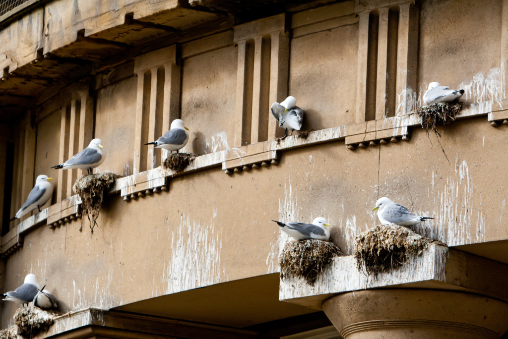 birds, bird nests, and bird droppings on building