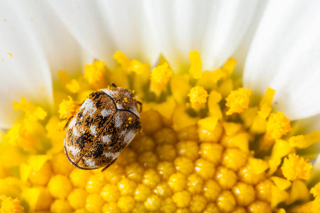 macro shot of a varied carpet beetle on a white daisy