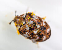 macro shot of a varied carpet beetle on a white daisy