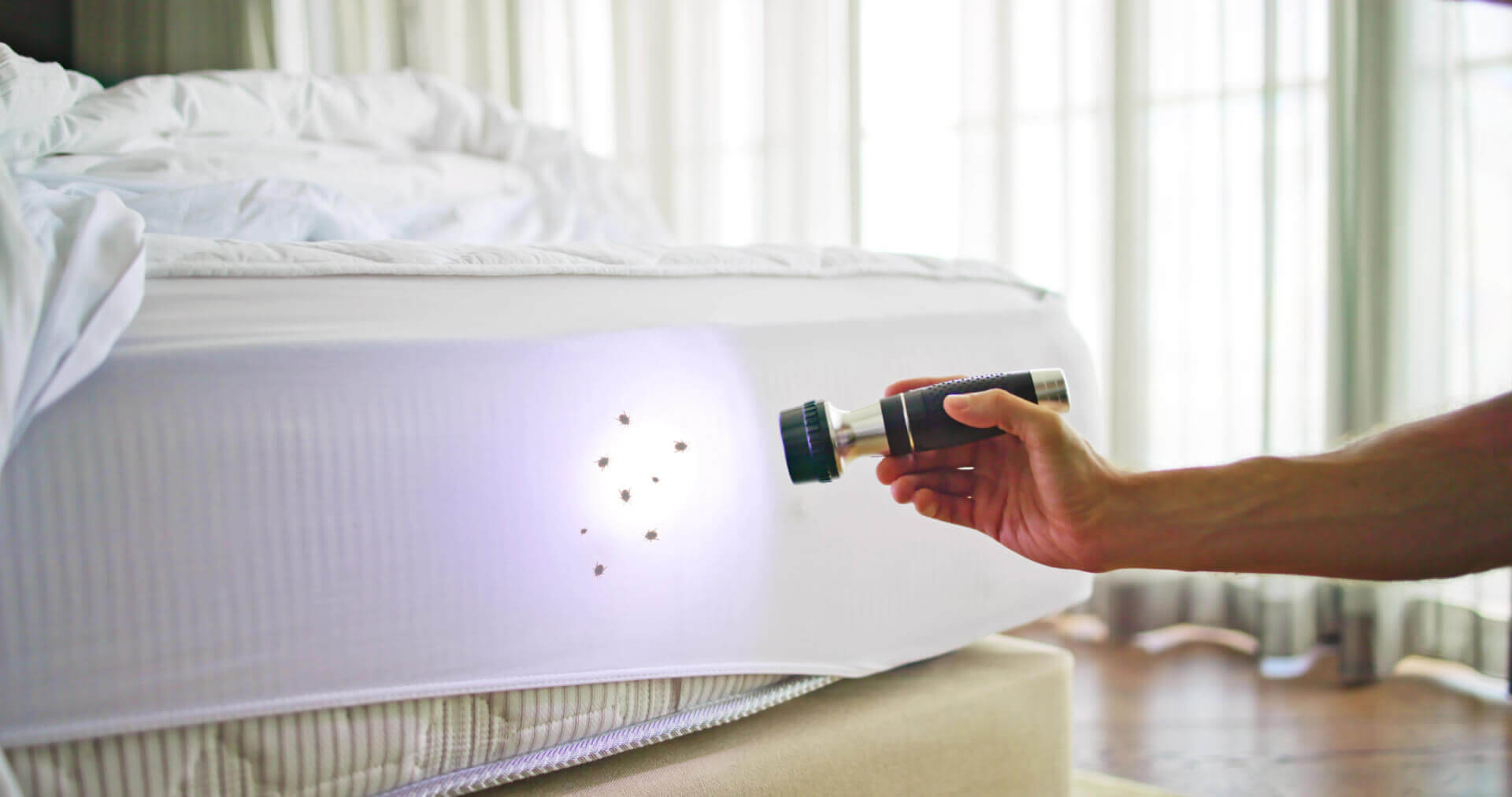 Checking Your Hotel Room for Bed Bugs - Western Fumigation