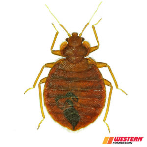 Close up image of a bed bug