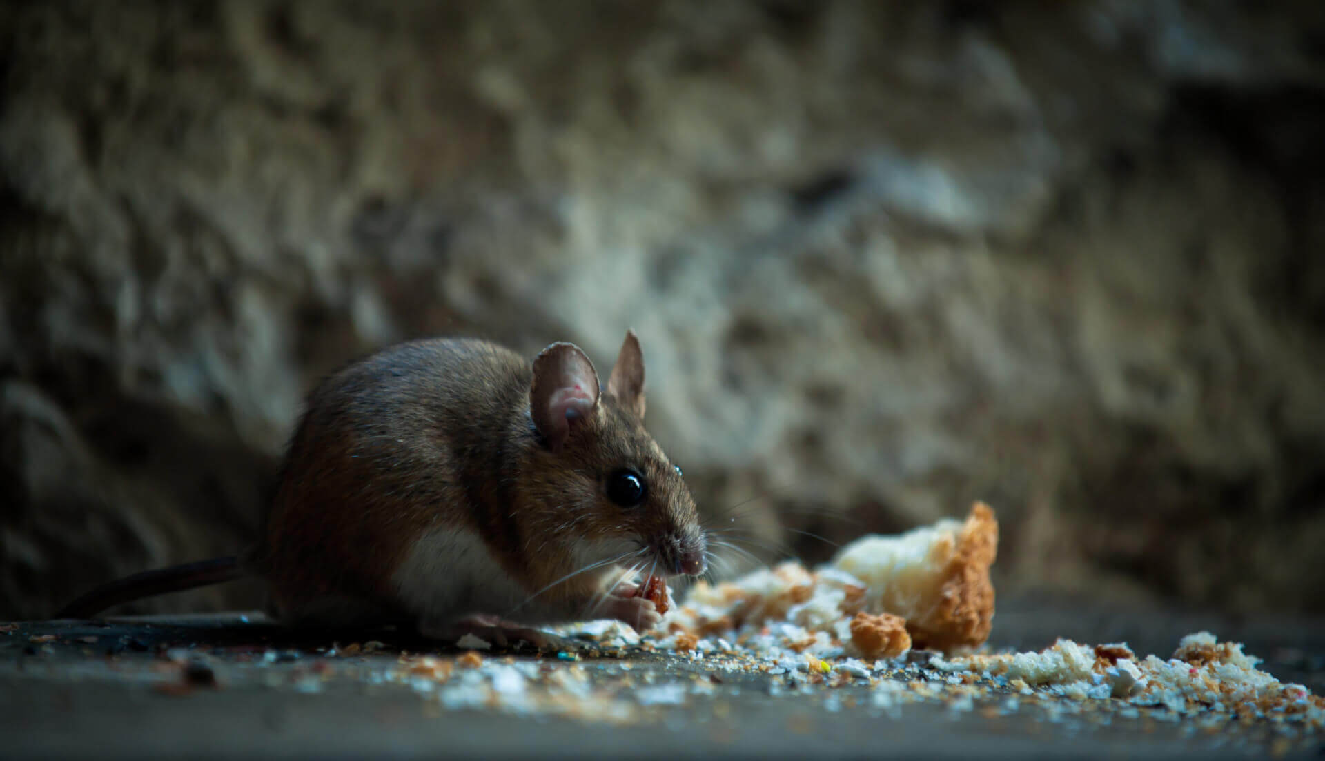 Fumigation For Rats Mice Rodents Rodent Exterminator