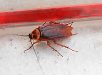 image of a german cockroach