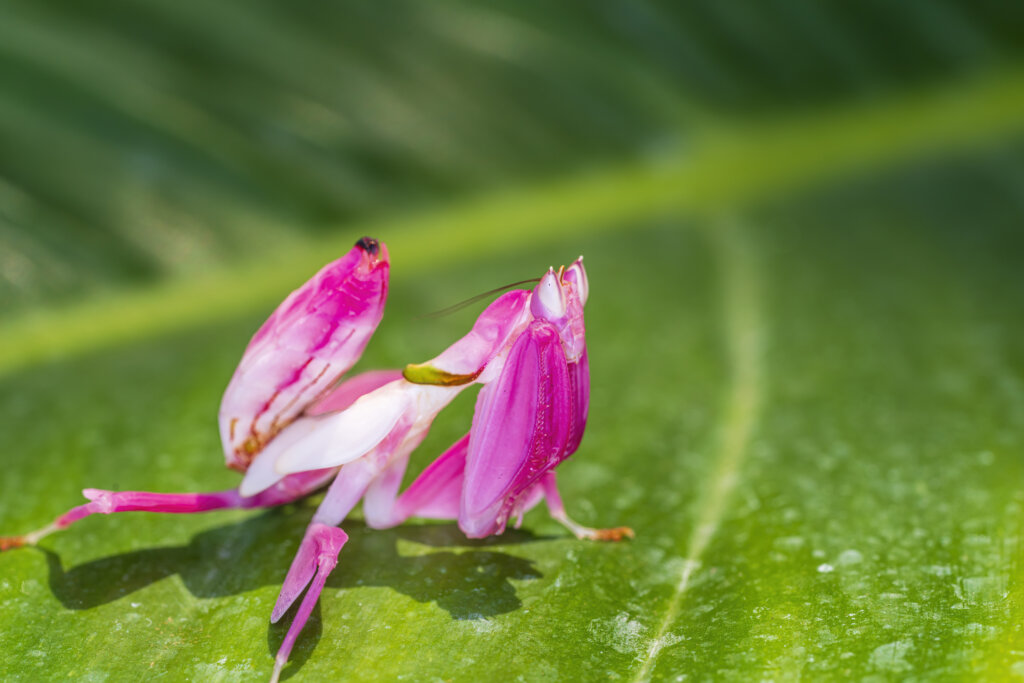 Orchid Mantis Camouflage. The praying mantis on leaf.
