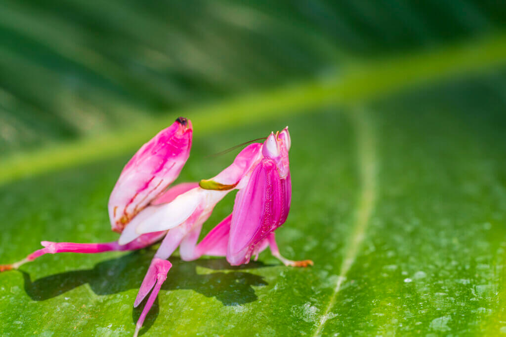 Orchid Mantis Camouflage. The praying mantis on leaf.