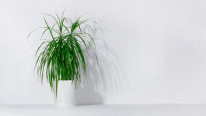 fumigation can damage house plants