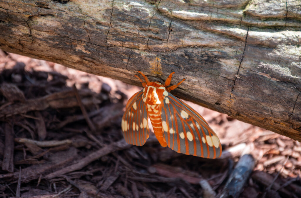 This regal moth is a handsome specimen. It rests o the side of a rotting log. Bokeh effect.