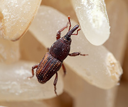 image of a rice weevil