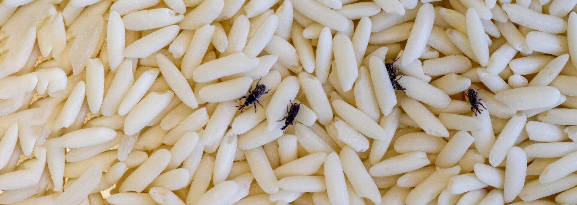 Get Rid of Rice Weevils Western Fumigation