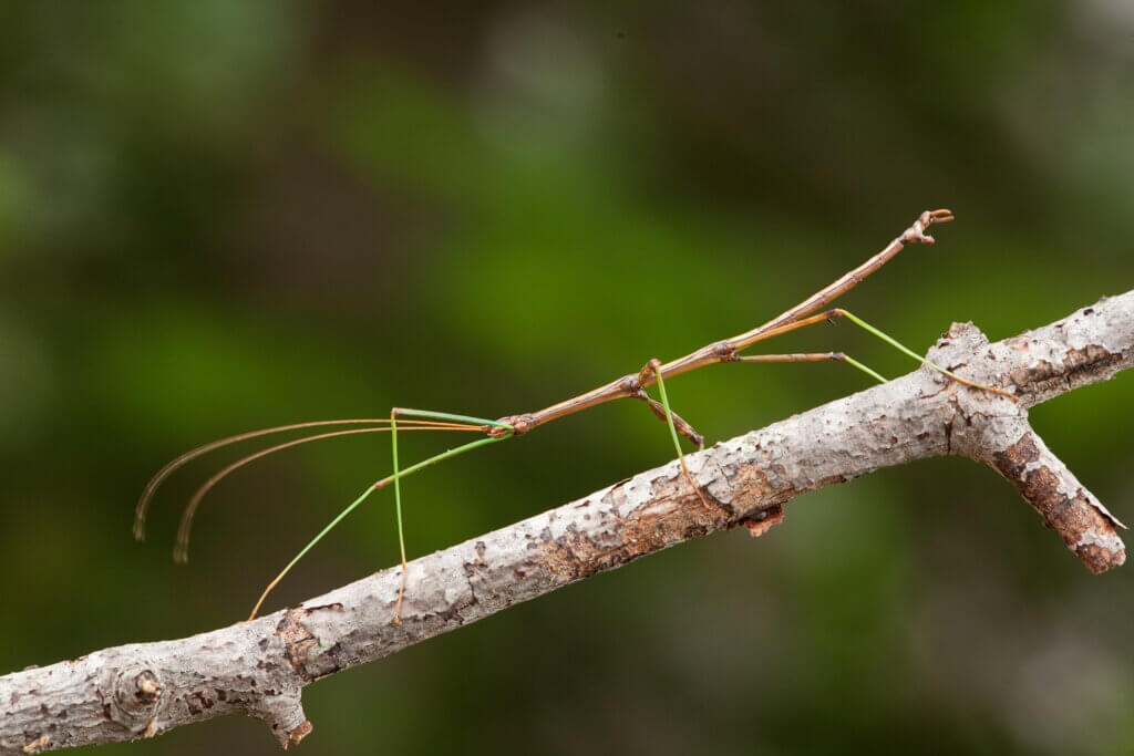 A walking stick walking along a tree branch. Wisconsin.