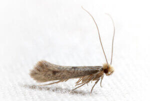 Profile view of a small brown and gray moth with long antennae and a stylish hairdo. Caught in a light trap in San Diego County, Califirnia, USA