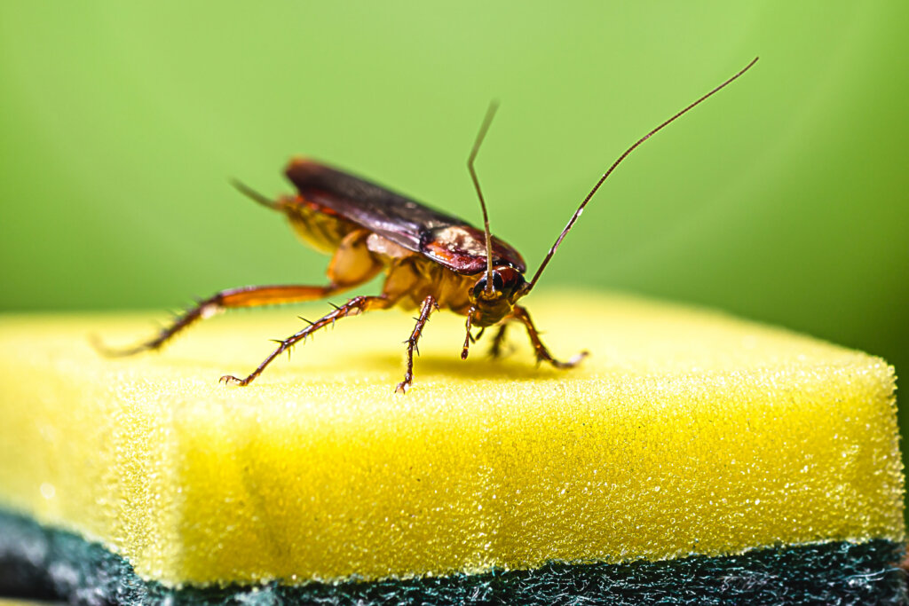 Common Places Pests Hide in a House