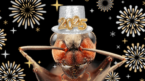 Pest’s New Year's Resolutions