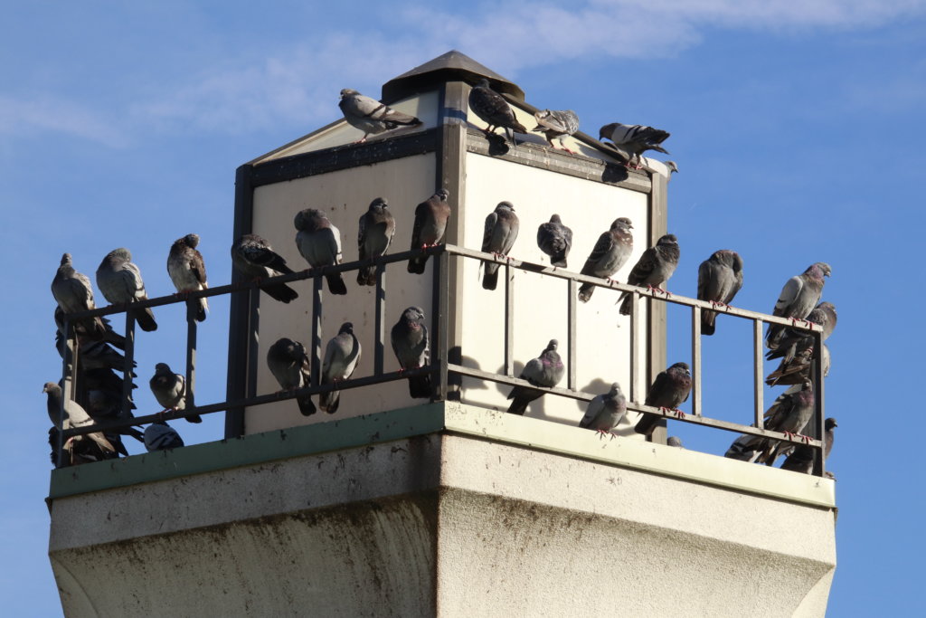 Birds perching on a building
