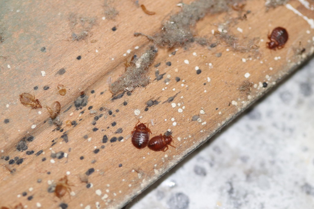 Picture of a bed bug